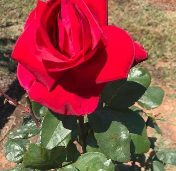 ホテル Kinloch Cottage Renovated To New On Daisy Hill Vineyard