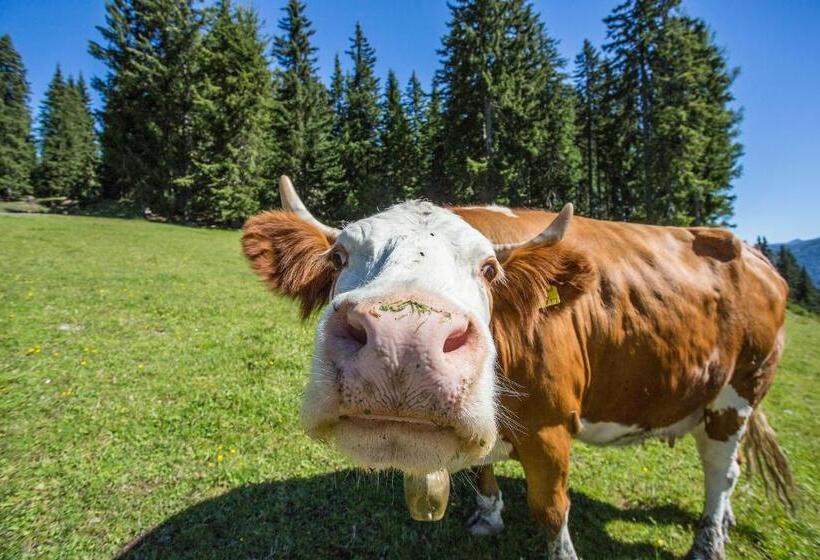 بنسيون Alpenzeit