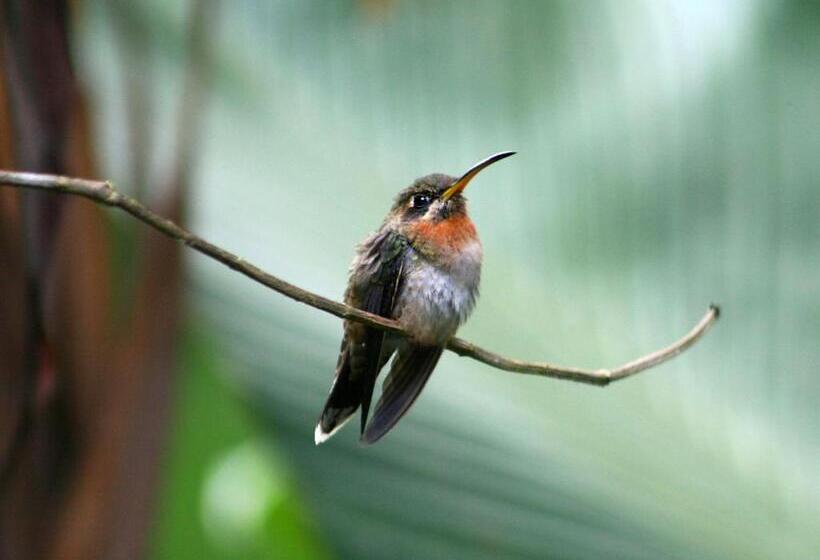 住宿加早餐  El Colibri Lodge