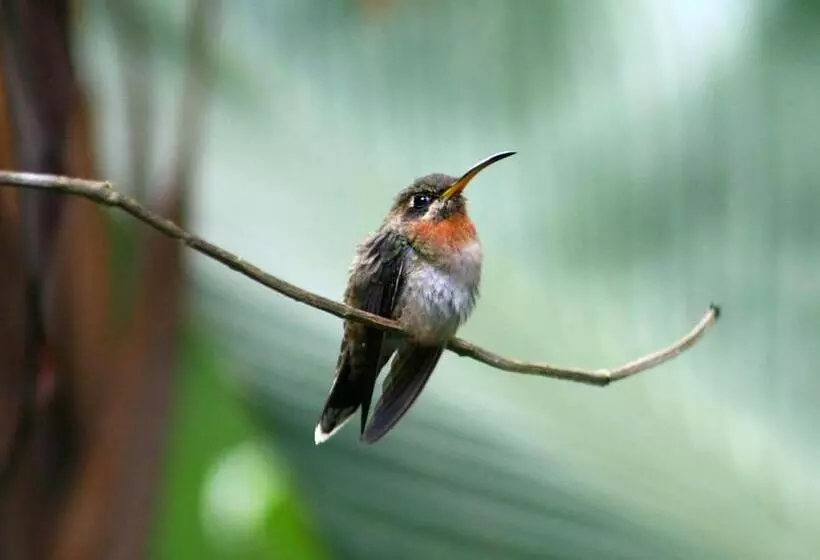 Aamiaismajoitus (B&B) El Colibri Lodge