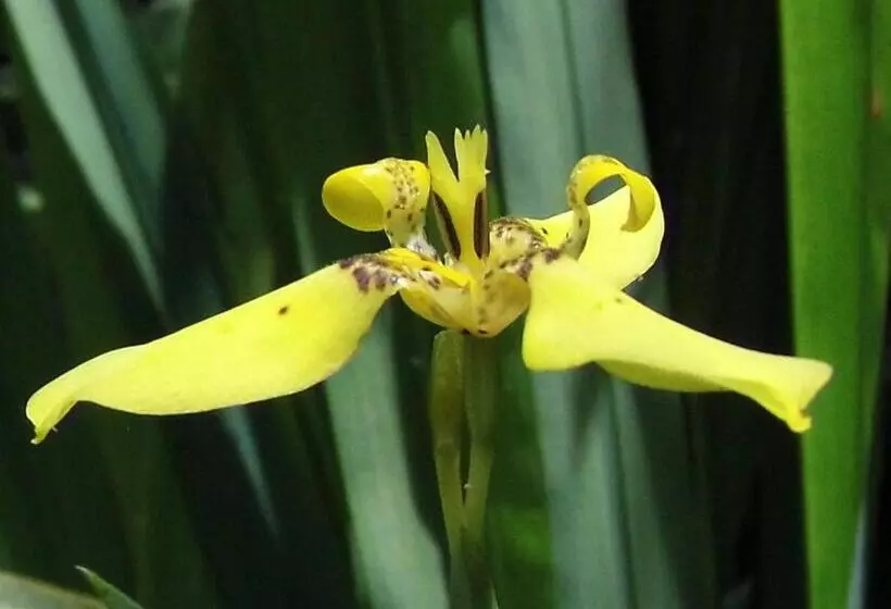 Aamiaismajoitus (B&B) El Colibri Lodge