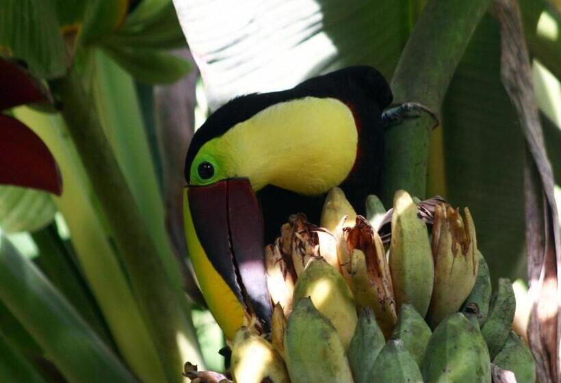 住宿加早餐  El Colibri Lodge