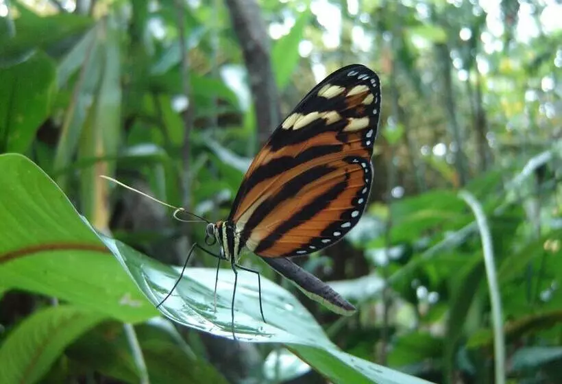 Aamiaismajoitus (B&B) El Colibri Lodge