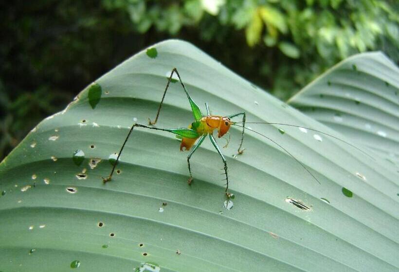 住宿加早餐  El Colibri Lodge
