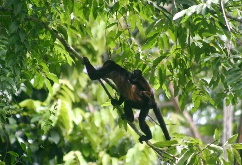 Aamiaismajoitus (B&B) El Colibri Lodge