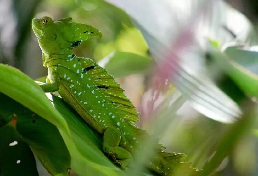 Aamiaismajoitus (B&B) El Colibri Lodge