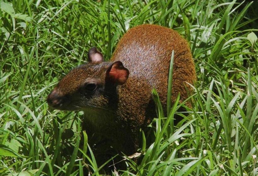 住宿加早餐  El Colibri Lodge