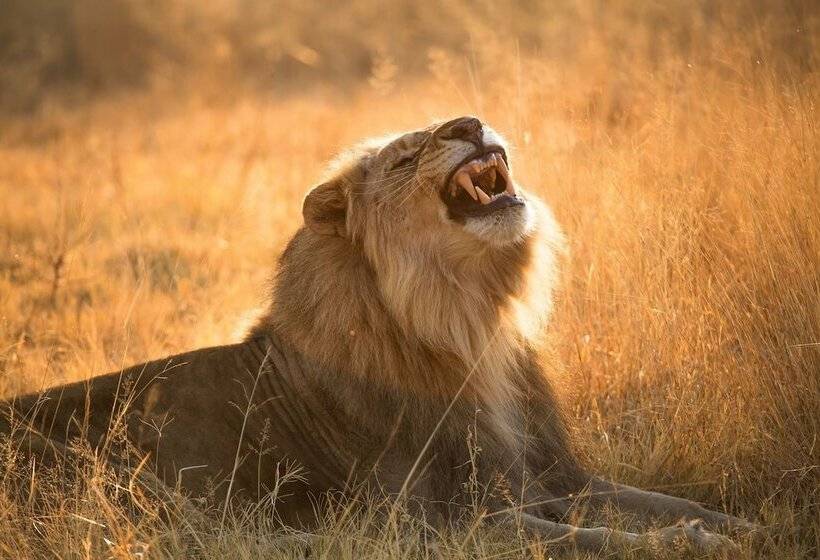 酒店 Nkala Safari Lodge