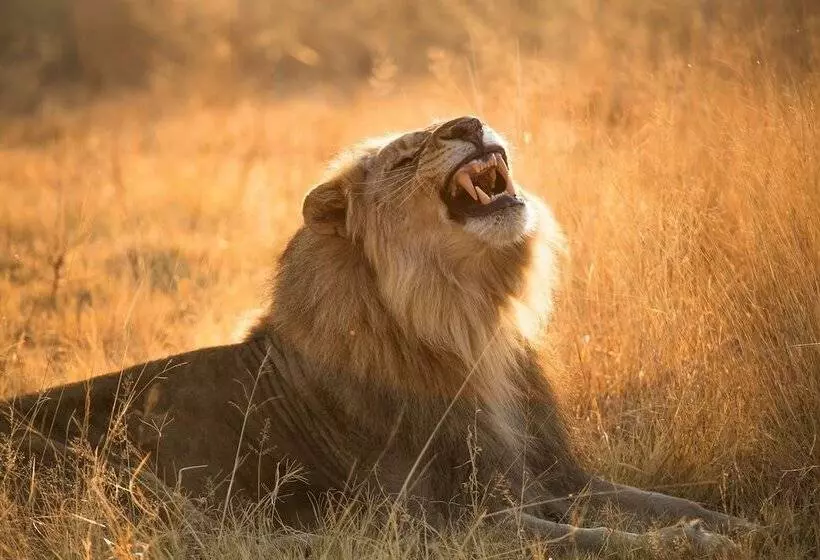 Hotelli Nkala Safari Lodge