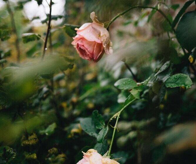 مبيت وإفطار Le Jardin, Chambres D Hôtes En Baie De Somme