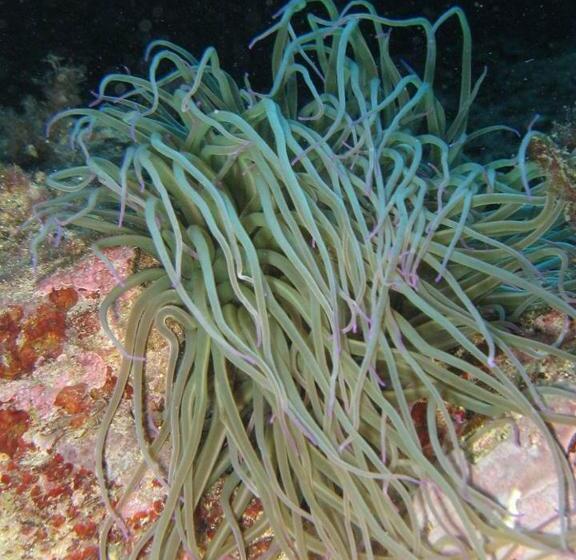 בית מלון כפרי L Ogliera