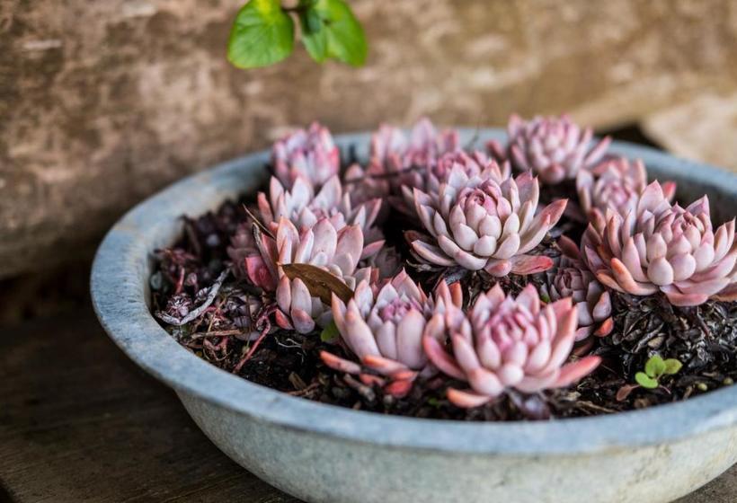 Aggie S Bed & Breakfast