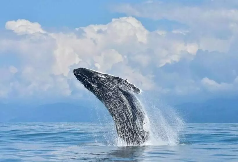 ホテル Bella Vista Corcovado