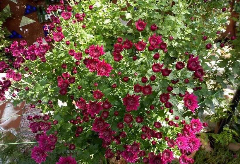 Pensionat Maison D'hotes Ait Bou Izryane