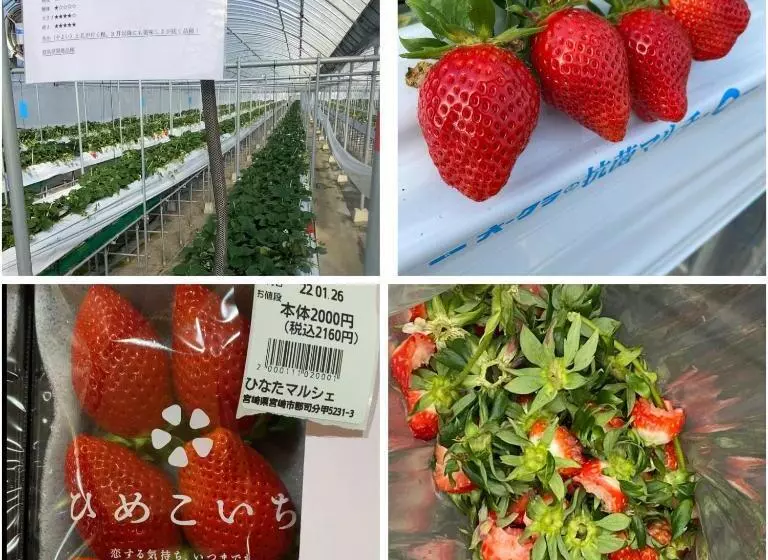 ペンション ゲストハウス宮崎 Guesthouse Miyazaki バックパッカー向け個室旅人宿 P有宮崎駅1km喫煙者不可