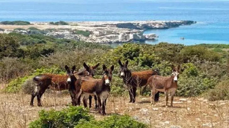 ペンション Castle Karpasia Guest House