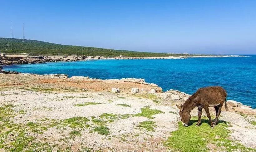 ペンション Castle Karpasia Guest House