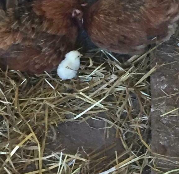 فندق Agriturismo Fiorella