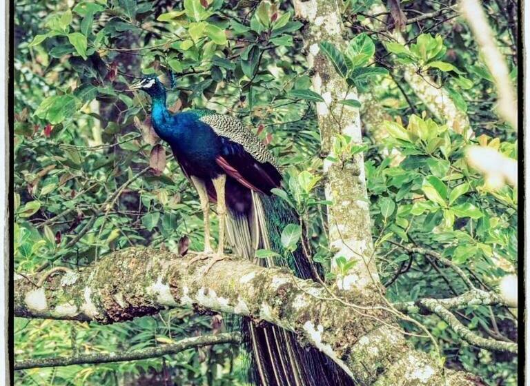 بنسيون Ella Mount Villa