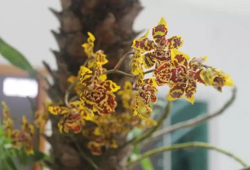 ペンション Pousada Orquideas De Maria