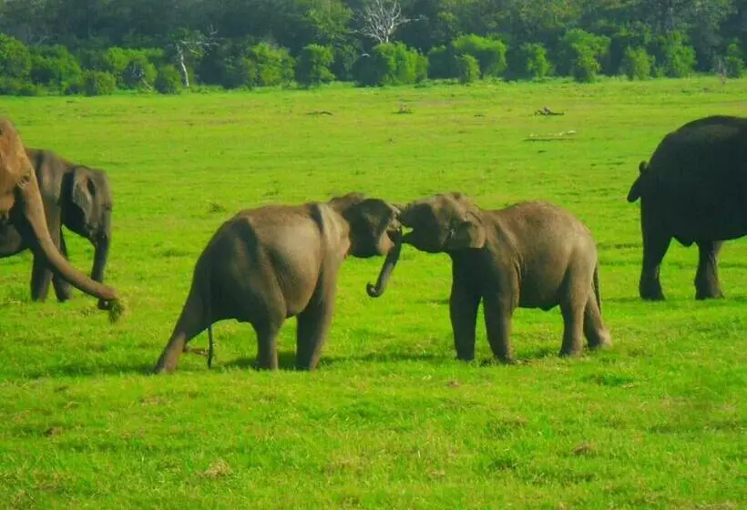 Majatalo River Retreat Sigiriya