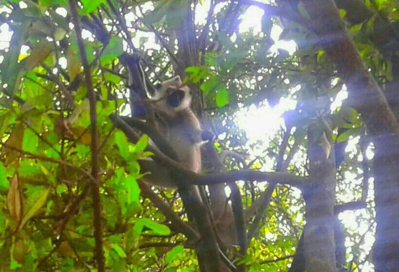 بنسيون River Retreat Sigiriya