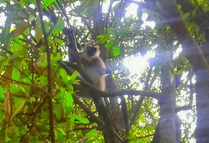 Majatalo River Retreat Sigiriya