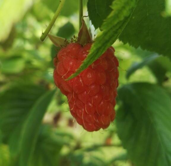 ホテル Agriturismo Girasole