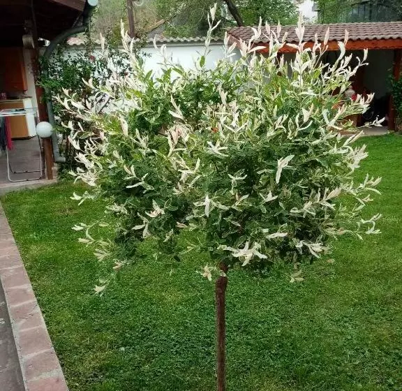 Majatalo Borova House