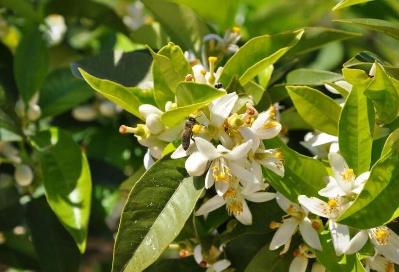 پانسیون Guest House Luiza