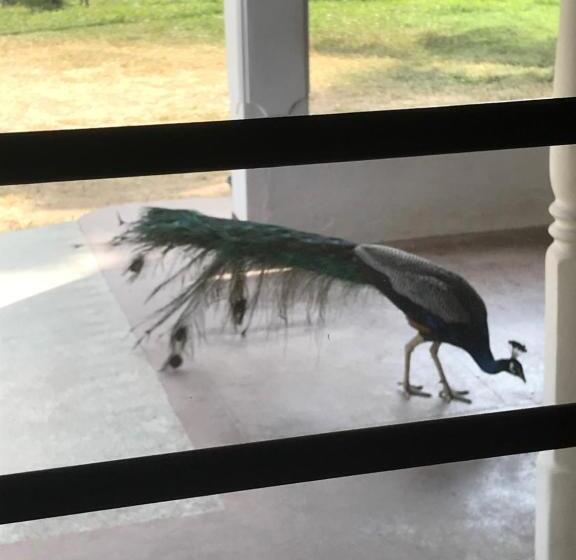 Пансион Singhe House