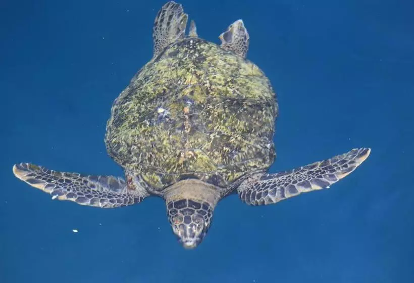 ユースホステル Whale House