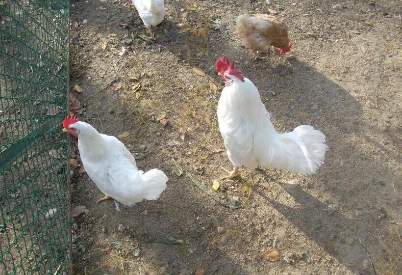 호텔 Agriturismo La Rosa Montefalco