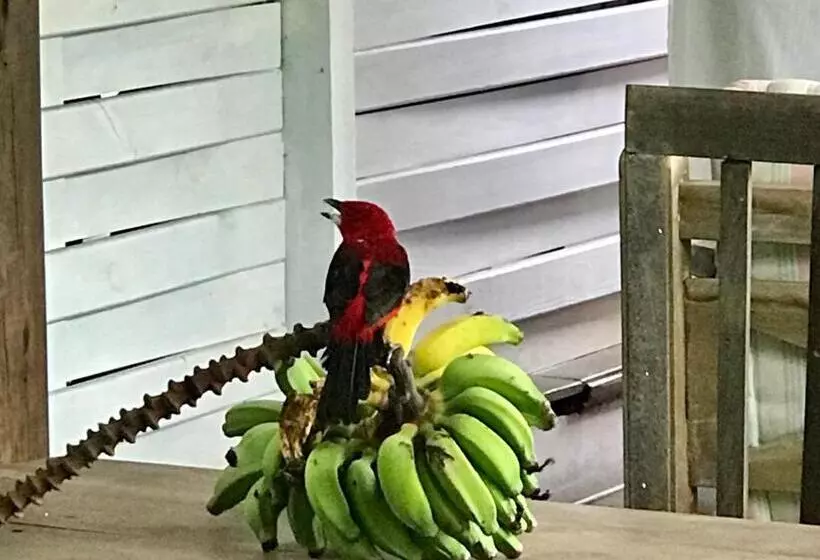 ペンション Pousada Das Gêmeas