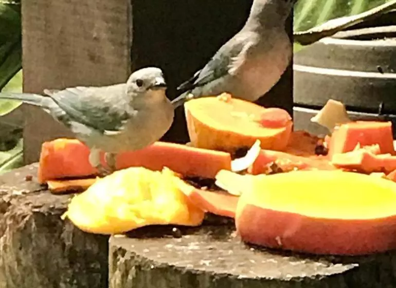 ペンション Pousada Das Gêmeas