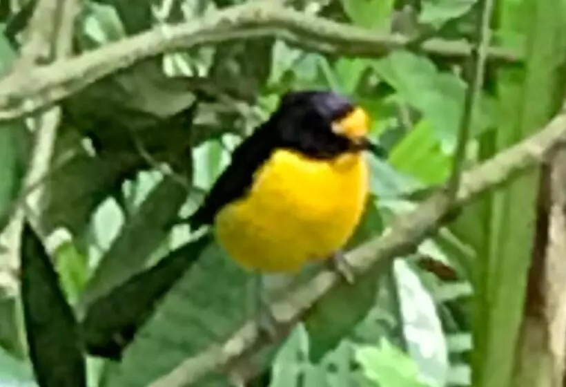 ペンション Pousada Das Gêmeas