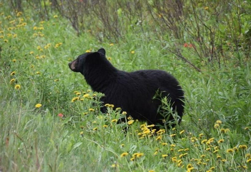 A Suite Retreat Beyond Bed & Breakfast