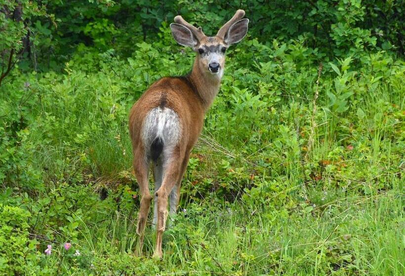 A Suite Retreat Beyond Bed & Breakfast