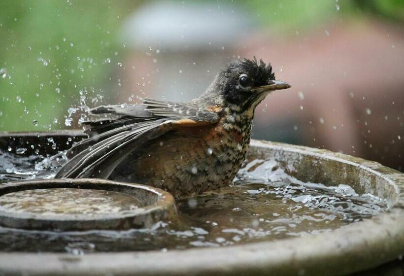 A Suite Retreat Beyond Bed & Breakfast