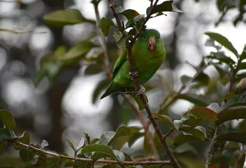 تختخواب و صبحانه Casa Haydee Monteverde