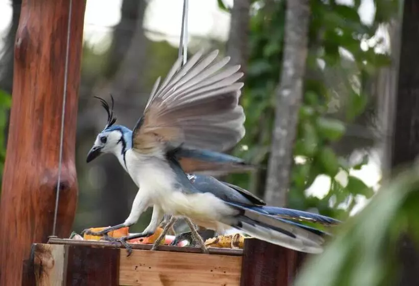تختخواب و صبحانه Casa Haydee Monteverde