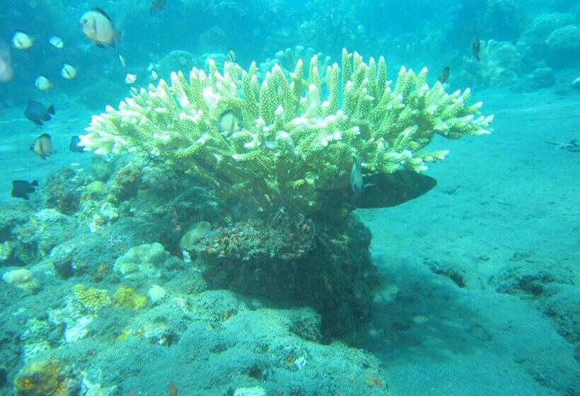 بنسيون Diver S Cafe Amed