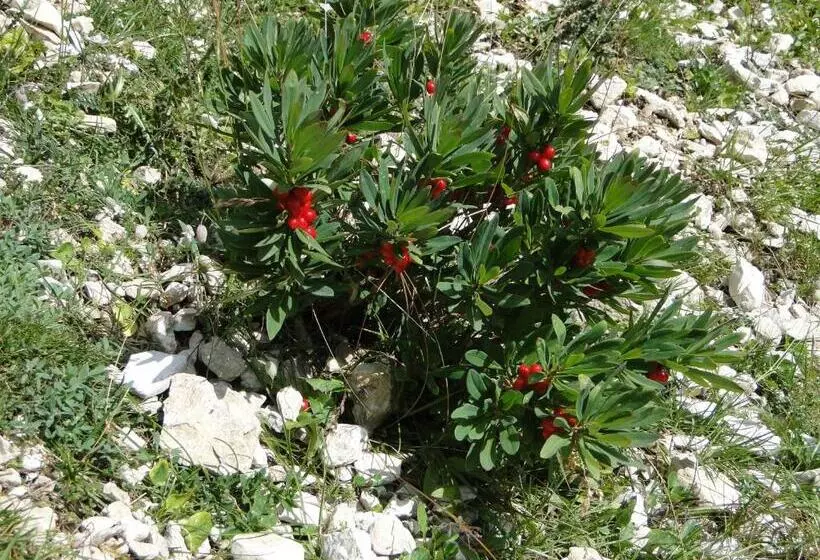 ホテル Garni Irsara