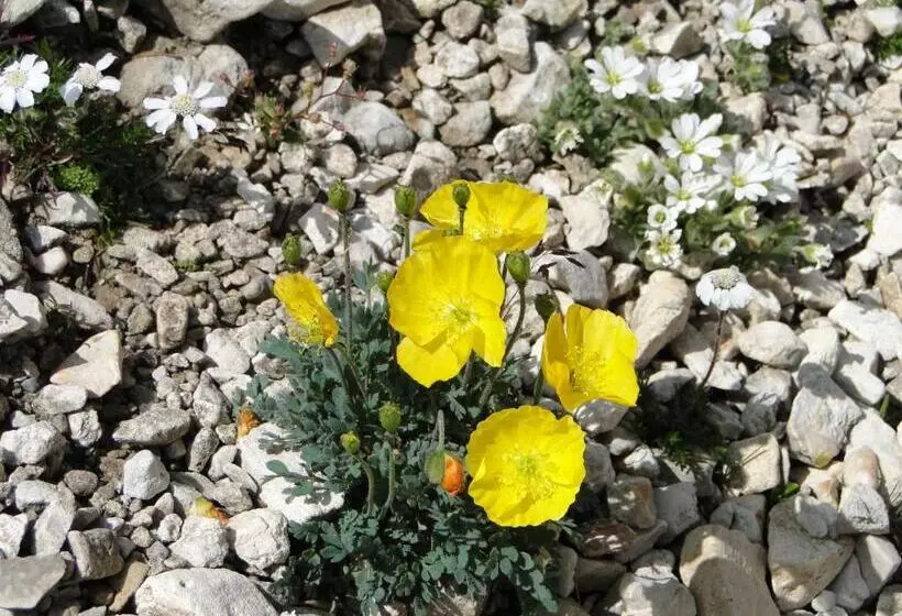 ホテル Garni Irsara