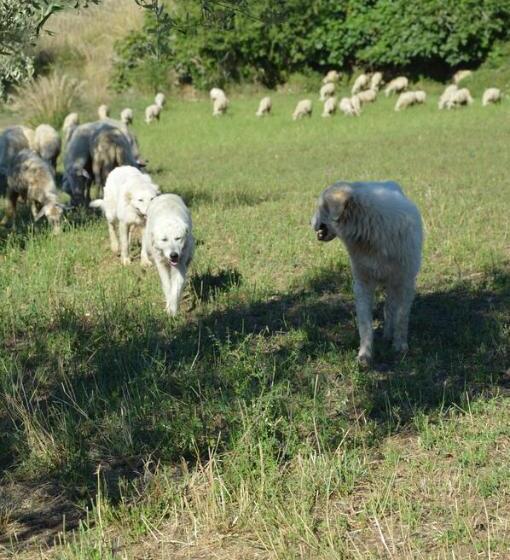 Azienda Agrituristica Carida