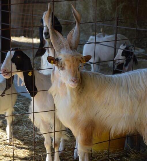 Azienda Agrituristica Carida