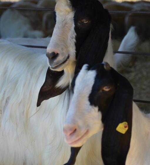 Azienda Agrituristica Carida