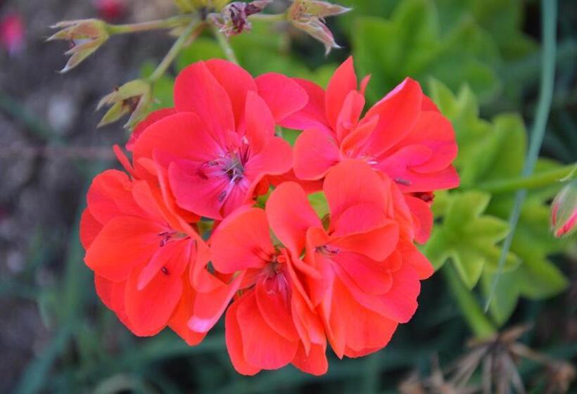 Azienda Agrituristica Carida