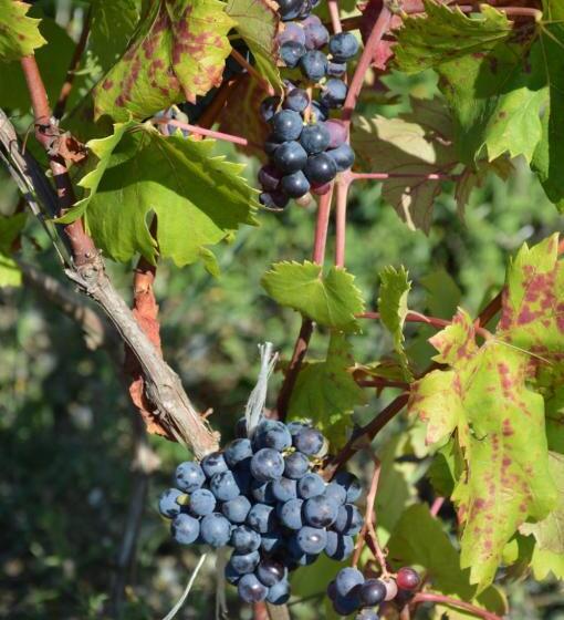 Azienda Agrituristica Carida