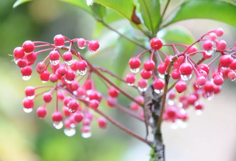 Majatalo Guest Villa Houou